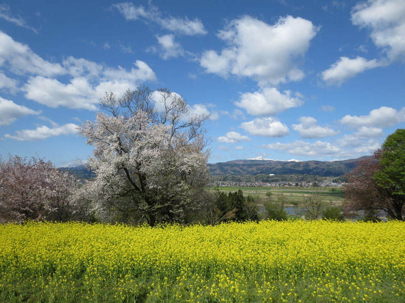 飯山市の菜の花風景をお届けします 21年4月下旬 長野県飯山市 移住定住支援サイト
