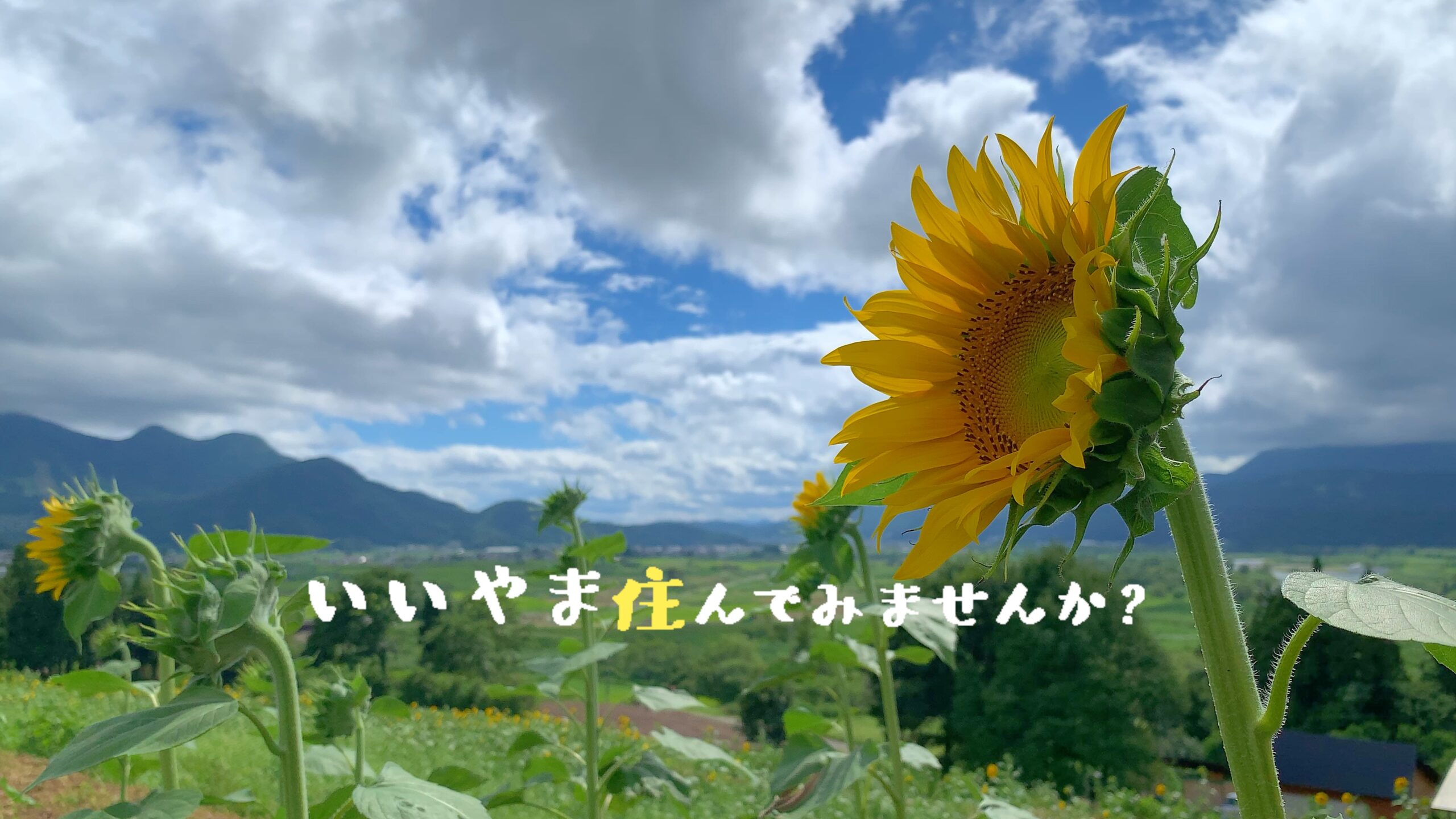 いいやま暮らしの動画をyoutubeで ひまわりがいっぱい 夏の菜の花公園 を公開 長野県飯山市 移住定住支援サイト